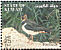 Northern Lapwing Vanellus vanellus