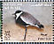 Spur-winged Lapwing Vanellus spinosus