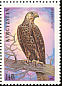 Saker Falcon Falco cherrug