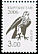 Saker Falcon Falco cherrug