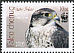 Saker Falcon Falco cherrug  2009 WWF 