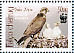 Saker Falcon Falco cherrug