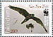 Saker Falcon Falco cherrug