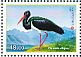 Black Stork Ciconia nigra