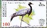 Demoiselle Crane Grus virgo