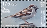 House Sparrow Passer domesticus  2023 Bird of the year, Birdlife 