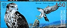 Saker Falcon Falco cherrug