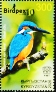Common Kingfisher Alcedo atthis
