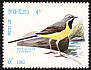 Grey Wagtail Motacilla cinerea