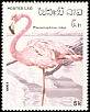 American Flamingo Phoenicopterus ruber