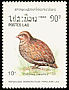 Japanese Quail Coturnix japonica