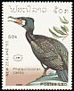 Great Cormorant Phalacrocorax carbo