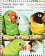 Grey-headed Lovebird Agapornis canus  1997 Parrots  MS