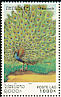 Green Peafowl Pavo muticus  2000 Peacocks 
