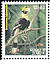 Great Hornbill Buceros bicornis