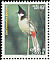 Red-whiskered Bulbul Pycnonotus jocosus