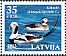 Long-tailed Duck Clangula hyemalis