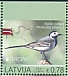 White Wagtail Motacilla alba