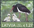 Black Stork Ciconia nigra