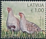 Grey Partridge Perdix perdix  2021 Birds 