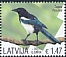 Eurasian Magpie Pica pica