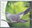 Common Cuckoo Cuculus canorus