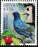Common Starling Sturnus vulgaris