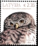 Eurasian Pygmy Owl Glaucidium passerinum