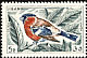 Eurasian Bullfinch Pyrrhula pyrrhula  1965 Birds 