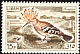 Eurasian Hoopoe Upupa epops