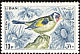 European Goldfinch Carduelis carduelis