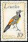 Drakensberg Rockjumper Chaetops aurantius  1971 Birds 