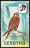 Greater Kestrel Falco rupicoloides  1981 Birds p 14½
