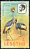 Grey Crowned Crane Balearica regulorum