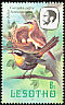 Cape Robin-Chat Cossypha caffra  1981 Birds p 14½