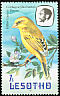 Yellow Canary Crithagra flaviventris