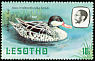 Red-billed Teal Anas erythrorhyncha  1981 Birds p 14Â½