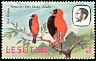 Southern Red Bishop Euplectes orix  1981 Birds p 14½