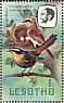 Cape Robin-Chat Cossypha caffra  1981 Birds Booklet