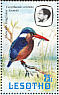 Malachite Kingfisher Corythornis cristatus