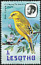 Yellow Canary Crithagra flaviventris