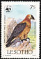 Bearded Vulture Gypaetus barbatus