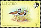 Three-banded Plover Charadrius tricollaris  1988 Birds 