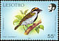 Acacia Pied Barbet Tricholaema leucomelas  1988 Birds 