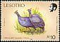 Helmeted Guineafowl Numida meleagris  1988 Birds 