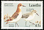 Little Stint Calidris minuta  1989 Migrant birds 