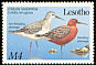 Curlew Sandpiper Calidris ferruginea