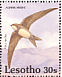 Alpine Swift Tachymarptis melba  1992 Birds Sheet