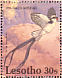 Pin-tailed Whydah Vidua macroura  1992 Birds Sheet