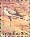 Secretarybird  Sagittarius serpentarius